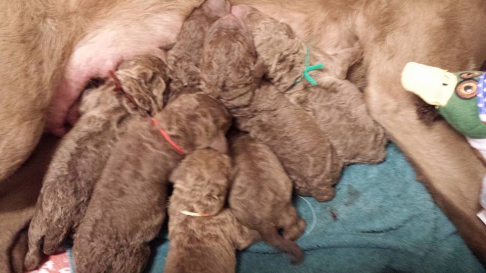 7 Newborns